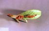 Image related to Holly (Ilex)-Leafroller (orange tortrix)