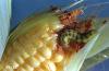 Image related to Hop-Corn earworm