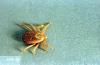 Image related to Horse-Tick