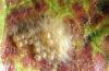 Image related to Kohlrabi-Armyworm and looper
