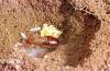 Image related to Landscape pests-Earwig