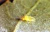 Image related to Linden (Tilia)-Aphid