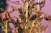 Image related to Mint-Painted lady or thistle butterfly