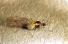 Image related to Mustard greens-Aphid