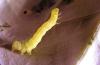 Image related to Mustard greens-Armyworm and looper