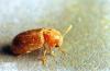 Image related to Nuisance and household pests-Cigarette beetle and drugstore beetle