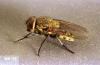 Image related to Nuisance and household pests-Cluster fly