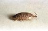 Image related to Nuisance and household pests-Pillbug and sowbug