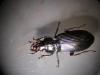 Carabid beetle