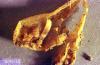 Image related to Onion-Onion maggot and seedcorn maggot