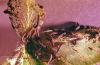 Image related to Parsley-Armyworm, cutworm, and looper