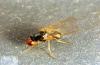 Image related to Parsnip-Carrot rust fly