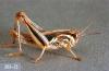 Image related to Pasture and grass hay-Grasshopper