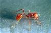 Image related to Pasture and grass hay-Harvester ant