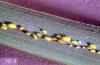 Image related to Pear-Aphid