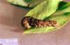 Image related to Pear-Armyworm and cutworm