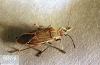 Image related to Pear-Lygus bug and plant bugs