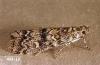Image related to Pine (Pinus)-Coneworm