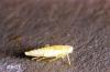 Image related to Plum and prune-Leafhopper