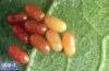 Image related to Plum and prune-Lygus bug and stink bug