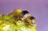 Image related to Plum, flowering (Prunus)-Leaf curl plum aphid