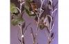 Image related to Poplar (Populus)-Satin moth