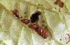 Image related to Potato, Irish-Colorado potato beetle