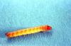 Image related to Potato, Irish-Wireworm