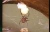 Image related to Public health pests-Poisonous spider