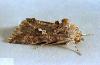 Image related to Radish seed-Cabbage looper
