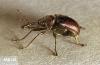 Image related to Rose (Rosa)-Rose curculio