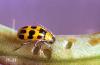 Image related to Rose (Rosa)-Western spotted cucumber beetle