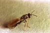 Image related to Small grain-Wheat strawworm