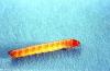 Image related to Small grain-Wireworm