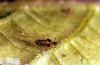 Image related to Spinach-Aphid