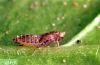 Image related to Sugar beet-Beet leafhopper