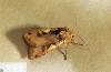 Image related to Sugar beet-Cutworm