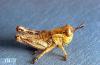 Image related to Sugar beet-Grasshopper