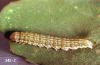 Image related to Sugar beet-Webworm