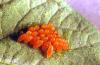 Image related to Vegetable crop pests-Colorado potato beetle