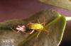 Image related to Vegetable crop pests-Lygus bug