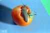 Image related to Vegetable crop pests-Slug