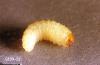 Image related to Viburnum (Viburnum)-Root weevil