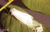 Image related to Willow (Salix)-Fall webworm