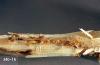 Image related to Willow (Salix)-Poplar-and-willow borer
