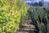 Nursery rows of Acer spp.