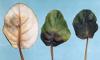 Three leaves with necrosis