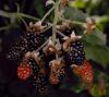 Image related to Blackberry (Rubus spp.)-Dry Cell (Dry Berry) Syndrome