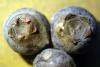 Image related to Blueberry (Vaccinium corymbosum)-Alternaria Fruit Rot