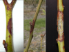 Image related to Blueberry (Vaccinium corymbosum)-Fusicoccum Canker (Godronia Canker)